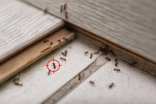 Wildlife Control Services in Lumber City, GA