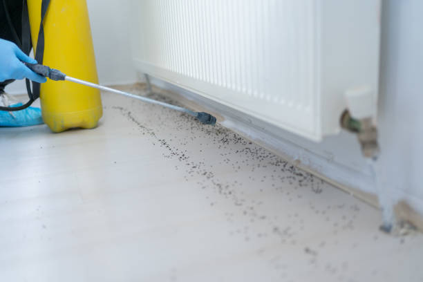 Best Emergency Pest Control  in Lumber City, GA